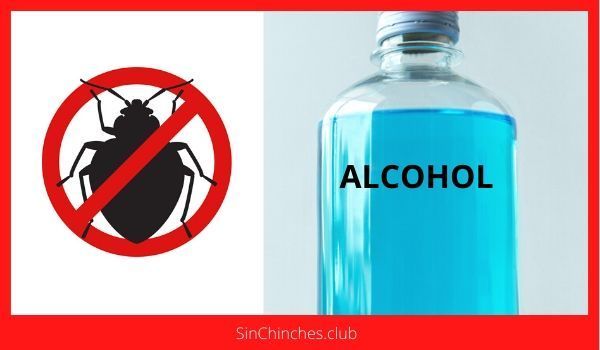 el alcohol mata chinches